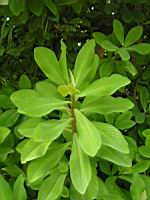 Euphorbia grantii (fam Euphorbiacees) (Afr. equatoriale) (Lyon, Parc de la tete d'or) (2) (Photo F. Mrugala)